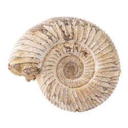 Fossils