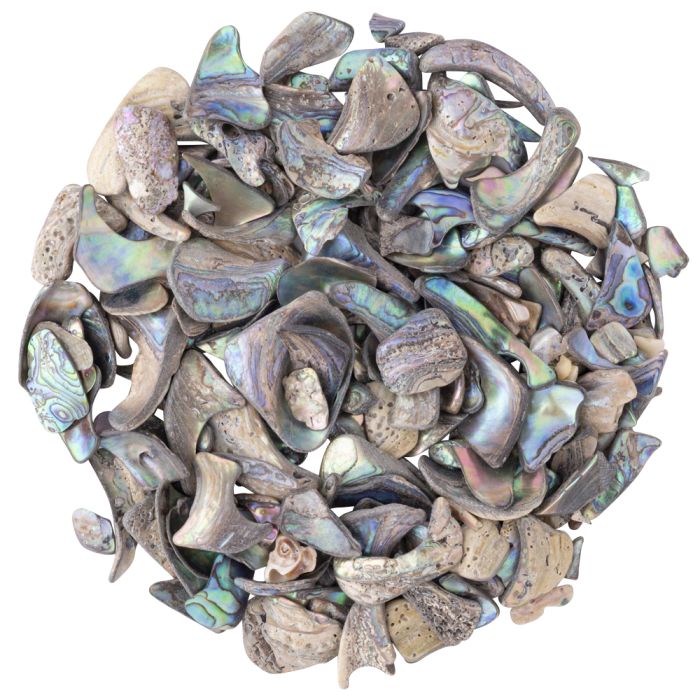 Abalone Tumbled Shell, Unsized (250g) NETT