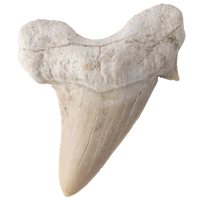 Otodus Shark Tooth approx 5-7cm, Oued Zem, Khouribga Plateau, Morocco (1pc) NETT