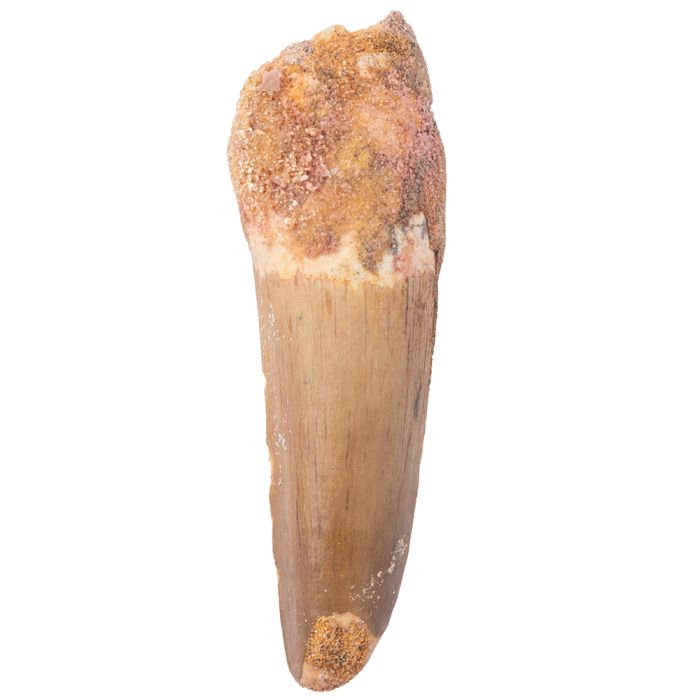 Spinosaur Tooth Cretaceous, approx. 100Ma, Kem Kem Basin, Morocco (1pc) NETT