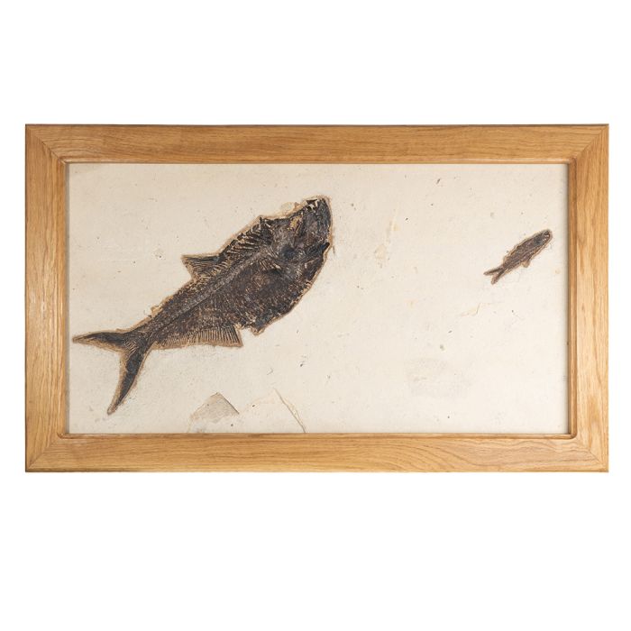 Wyoming Fossil Fish in Oak Frame, Eocene ~50Myr, Green River USA 80x42cm (1pc) SPECIAL