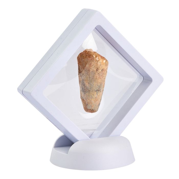Spinosaur Tooth in 7cm Clip Frame (1pc) NFD
