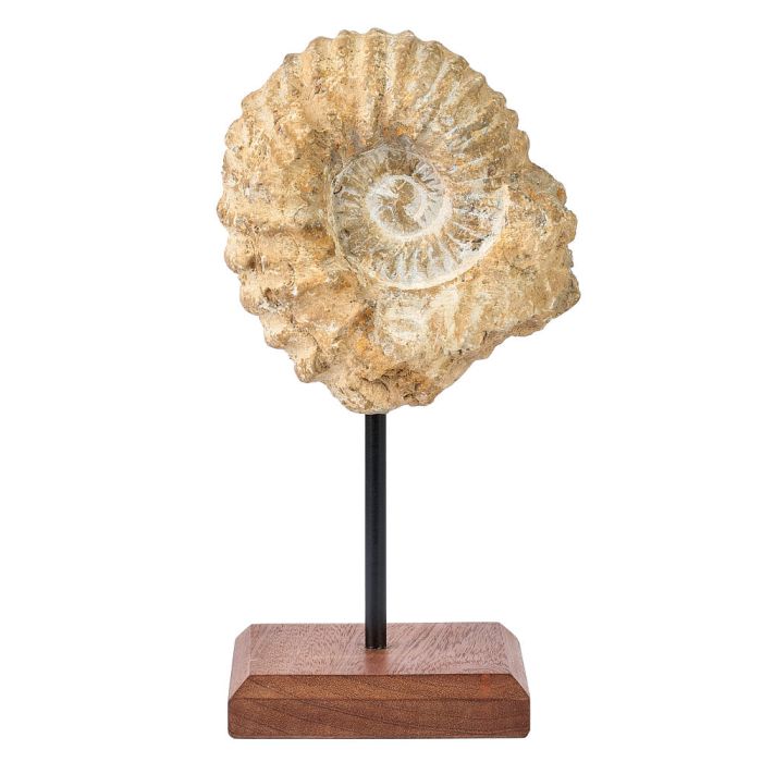 Ammonite on Plinth 1kg (1pc)