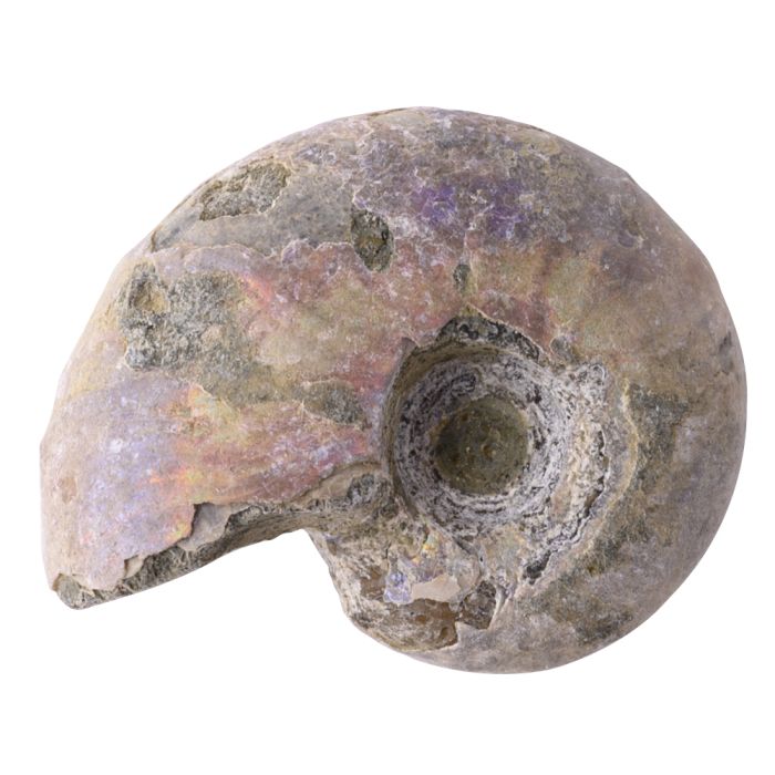 Ammonite Fossil Aragonite 0.5-1", Madagascar (1pc) NETT