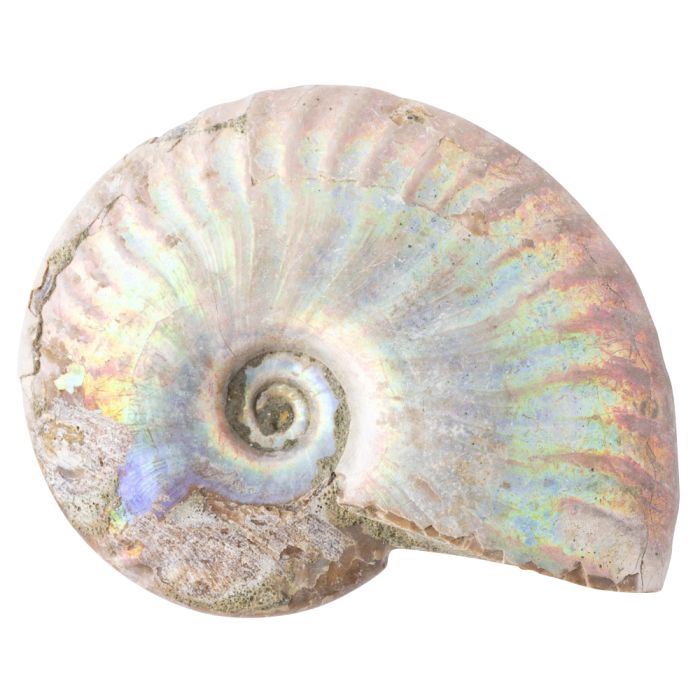 Ammonite Fossil Aragonite Madagascar 1-2" Giftboxed (1pc) NETT