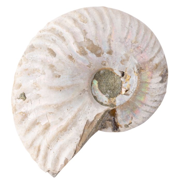 Ammonite Fossil Aragonite Madagascar 2-3" Giftboxed (1pc) NETT