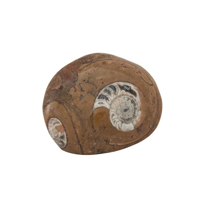 2-2.5" Ammonite, Atlas Mountains Morocco (1pc) NETT