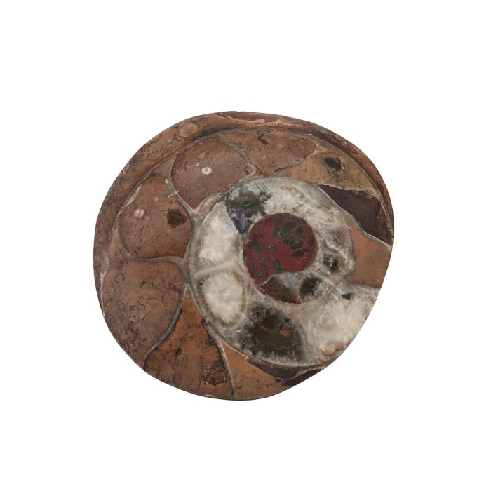 2.5-3" Ammonite, Atlas Mountains Morocco (1pc) NETT