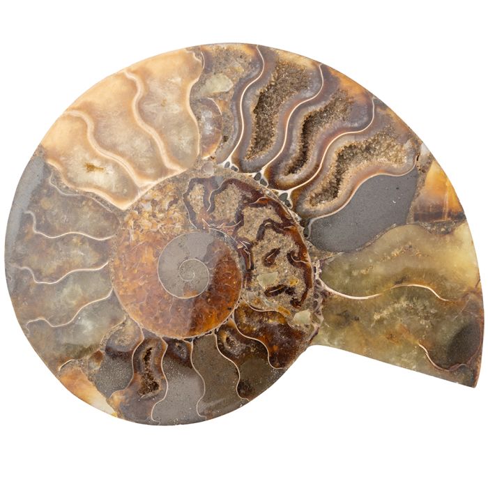 Ammonite Madagascar 4-5" (1pc) (Half) NETT