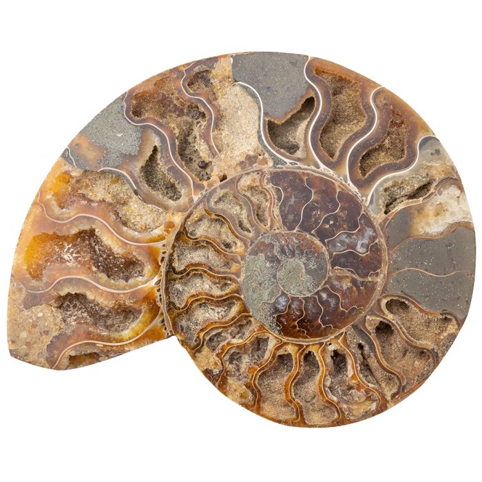 Ammonite Madagascar 5-6" (1pc) (Half) NETT