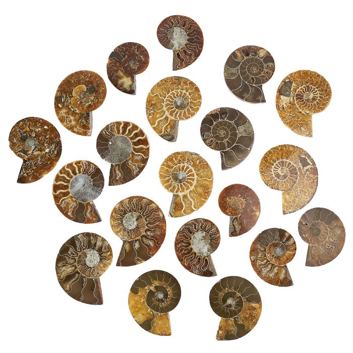Ammonite pairs 50-80mm B Grade (KGS) NFD