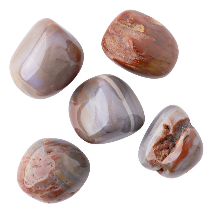 Petrified Wood Medium Tumblestone 20-30mm, USA (100g) 