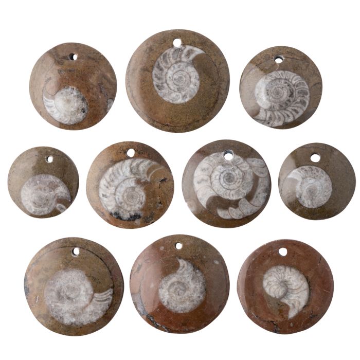 Goniatite Pendant with Hole, Morocco (10pcs) NETT