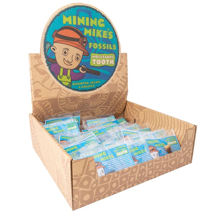 Mining Mike's Genuine Mosasaur Tooth Retail Box (40pcs) NETT