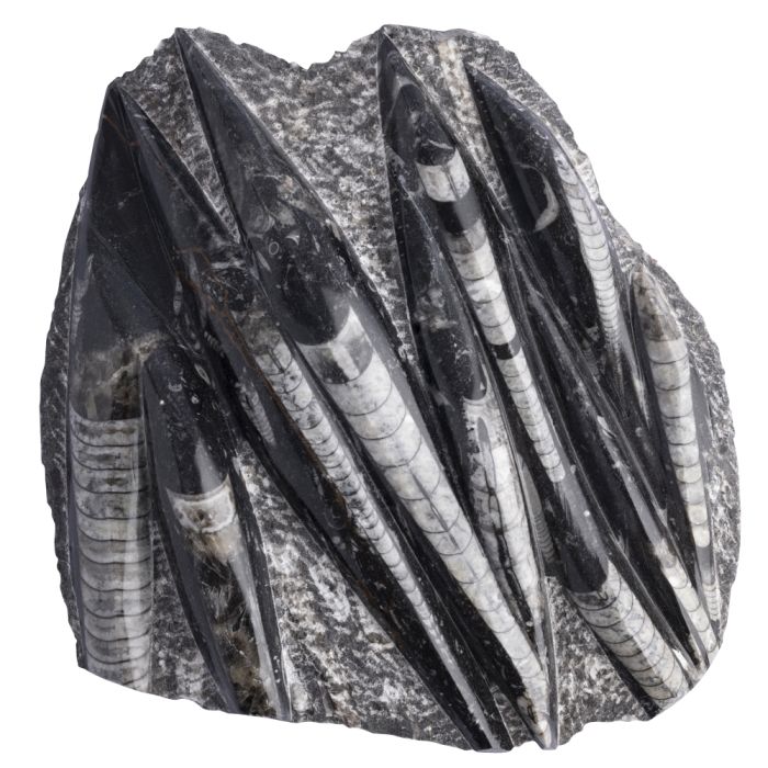 Fossil Orthoceras (Single)