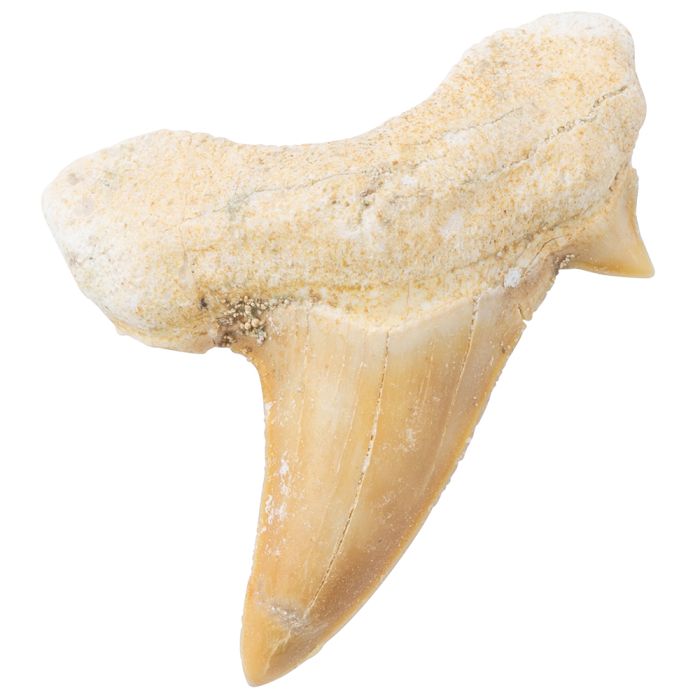 Shark Tooth Fossil Medium (10-20mm) (1 Piece) NETT