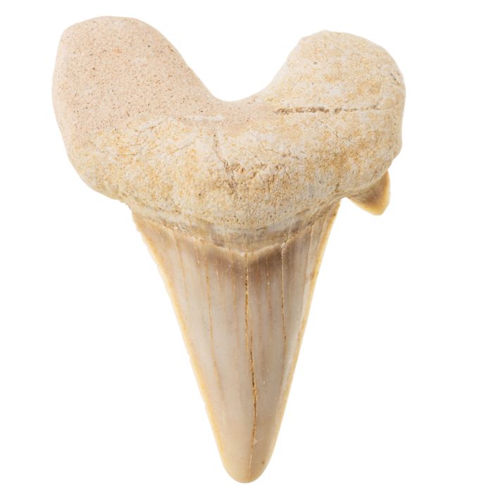 1-1.5" Sharks Tooth (1pc)  NETT