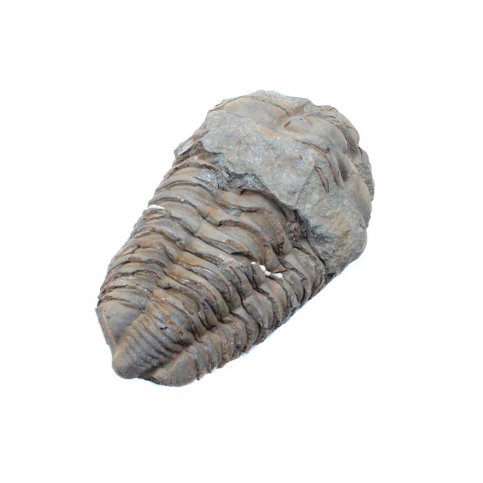 3" Calymene Trilobite, Morocco (1pc) Nett