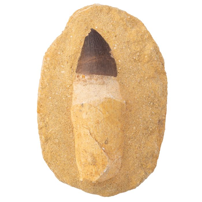 Mosasaur Tooth with Root in Matrix (1pc) NETT