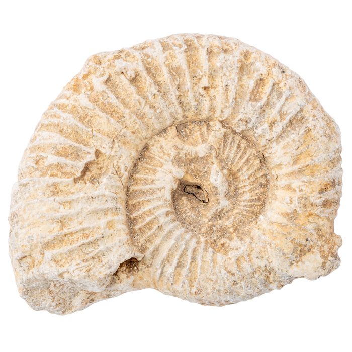 White Ribbed Ammonites 2.5&quot; (1 Piece) NETT