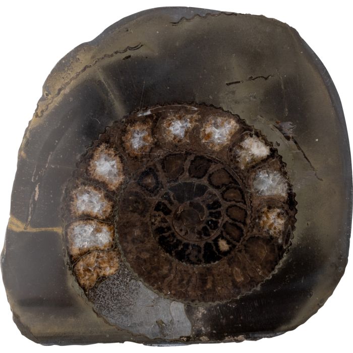 2-2.5" Ammonite Dactylioceras Cut & Polished Whitby (1pc) nett