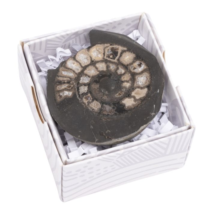 Ammonite Dactylioceras Cut & Polished, Whitby, 2.5-3" (1pc) NETT