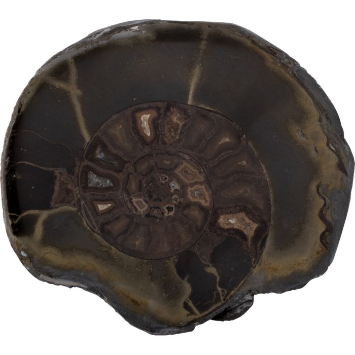 3-4" Ammonite Dactylioceras Cut & Polished Whitby (1pc) NETT