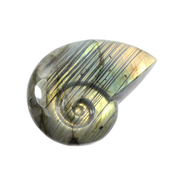 Labradorite Ammonite 3-3.5&quot; (1 Piece) NETT