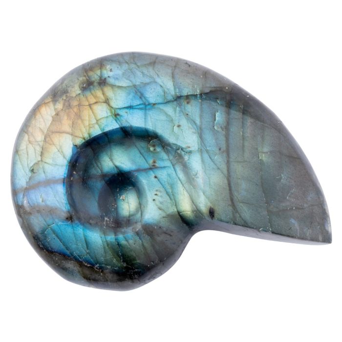 Labradorite Ammonite 1.5-2.5" (1pc) NETT