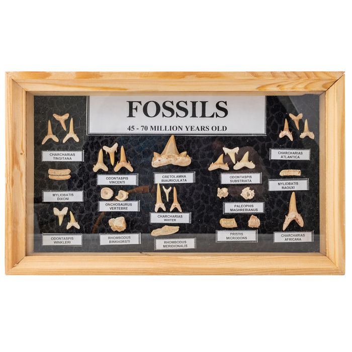 Shark Tooth Collection (1 Piece) NETT