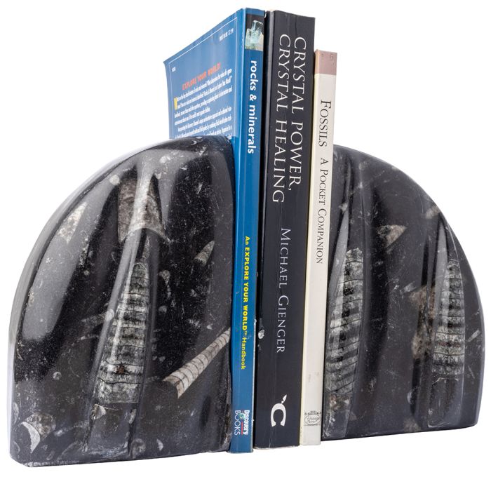 Orthoceras Bookends (1 Pair) NETT