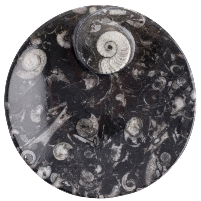 Fossil Stone Round Dish/Plate 11cm Morocco (1pc) NETT