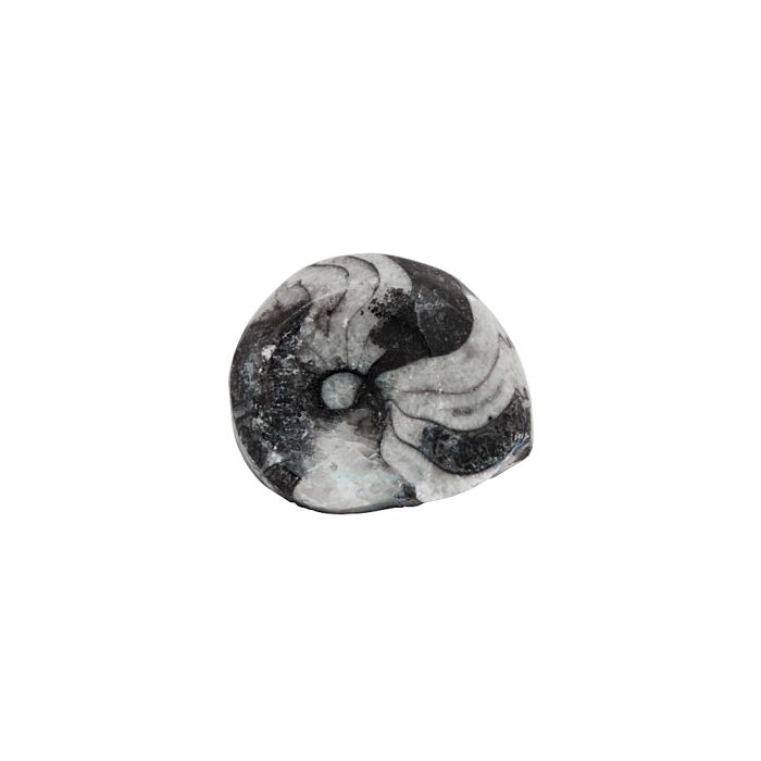 1-1.5" Polished Goniatite (1pc) NETT