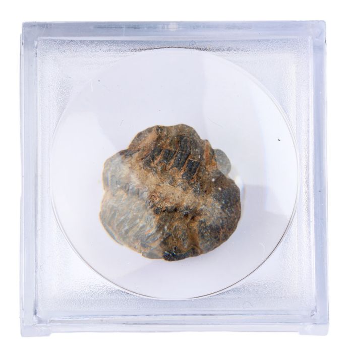 Mini Trilobite in Magnifier Box with ID Card (1pc) NETT