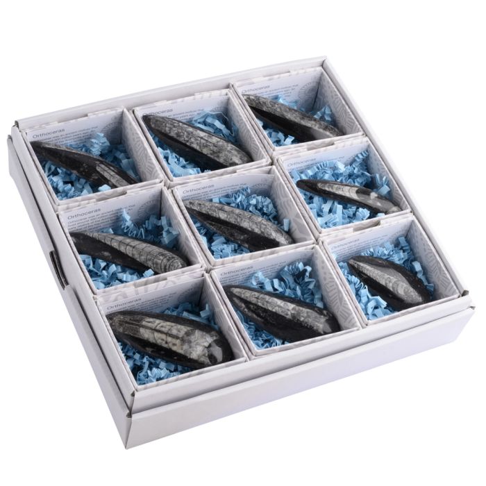 Gift Boxed Orthoceras with I.D. Card (9pcs) NETT