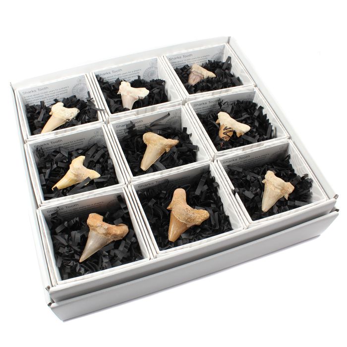 Gift Boxed Sharks Tooth, Morocco with ID Card (9pcs) NETT