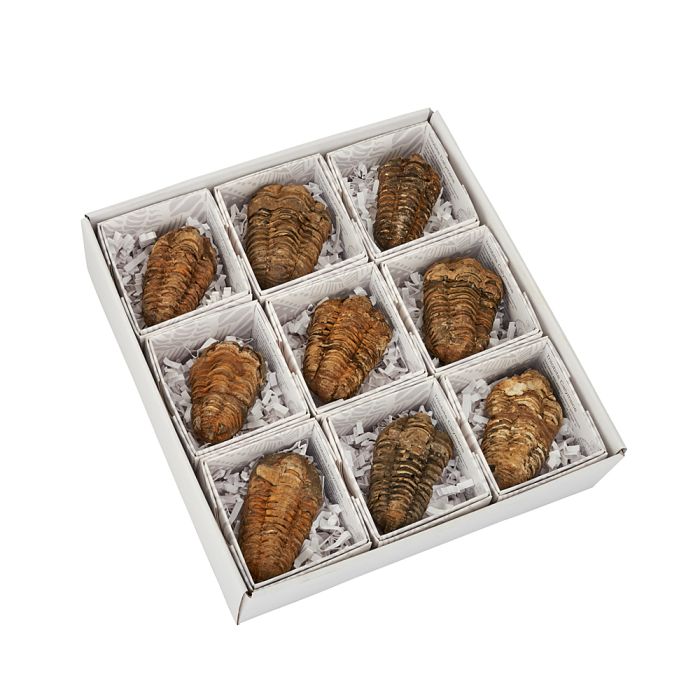 Gift Boxed Calymene Trilobite with ID Card (9pcs) NETT