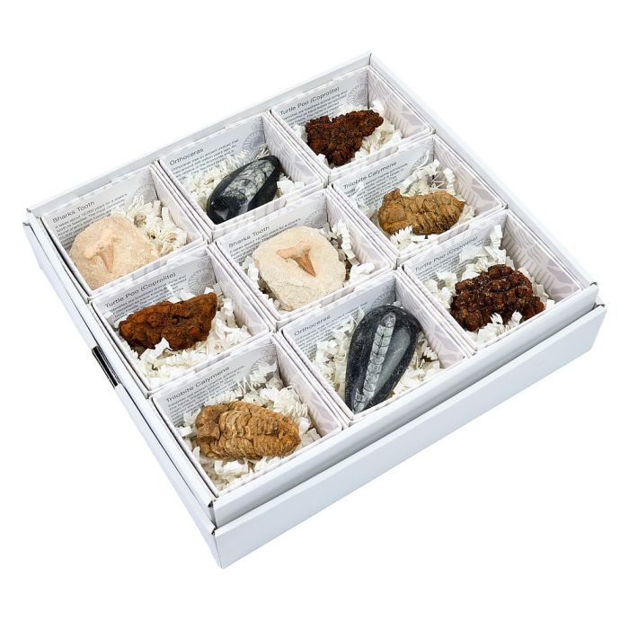 Mixed Fossil Gift Boxed with ID Card (9 Piece) NETT