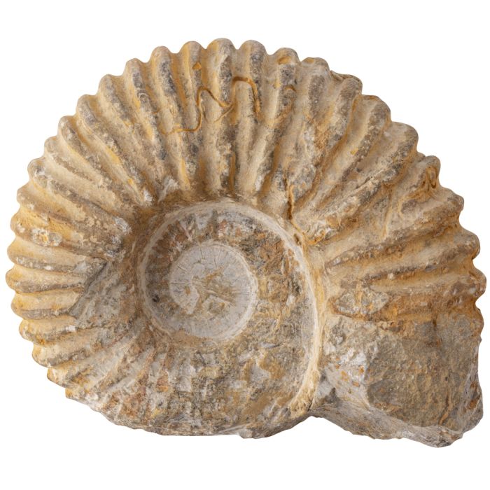 Ammonite Ribbed Limestone, Morocco 4-5" (1pc) NETT