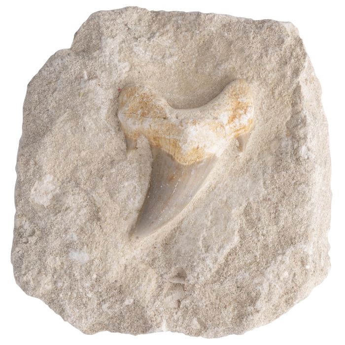 Sharks Tooth in Matrix 3-4", Morocco (1pc) NETT