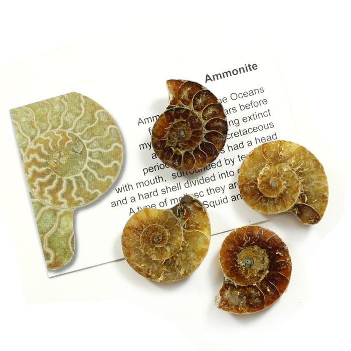 Ammonites, Madagascar (50pcs) NETT
