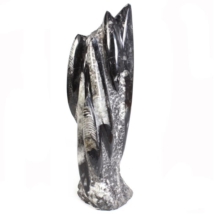 Medium (10-14") Freestanding Orthoceras Sculpture (1pc) NETT
