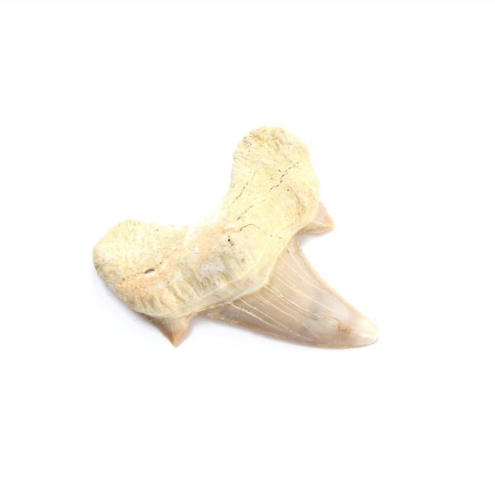Shark Tooth Otodus 5cm (1 Piece) NETT