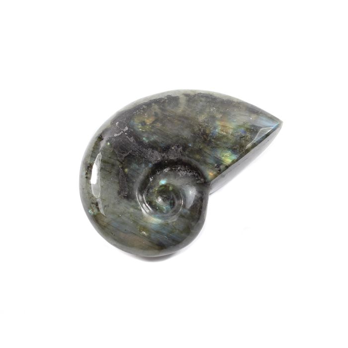 Labradorite Ammonite 2.5-3&quot; (1 Piece) NETT