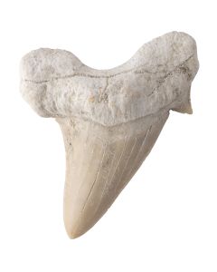 Otodus Shark Tooth approx 5-7cm, Oued Zem, Khouribga Plateau, Morocco (1pc) NETT