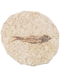 Knightia Fossil Fish, Eocene, Green River Formation USA (1pc) NETT