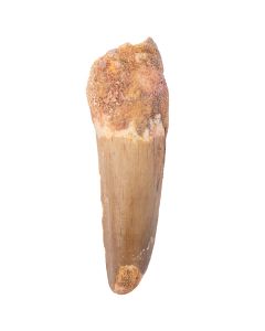 Spinosaur Tooth Cretaceous, approx. 100Ma, Kem Kem Basin, Morocco (1pc) NETT