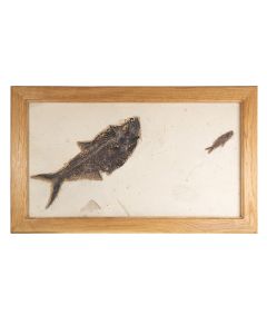 Wyoming Fossil Fish in Oak Frame, Eocene ~50Myr, Green River USA 80x42cm (1pc) SPECIAL