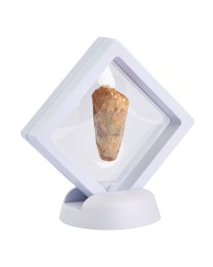 Spinosaur Tooth in 7cm Clip Frame (1pc) NFD