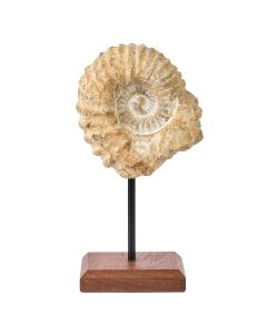 Ammonite on Plinth 1kg (1pc)